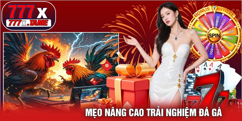 Mẹo Nâng Cao Trải Nghiệm Đá Gà